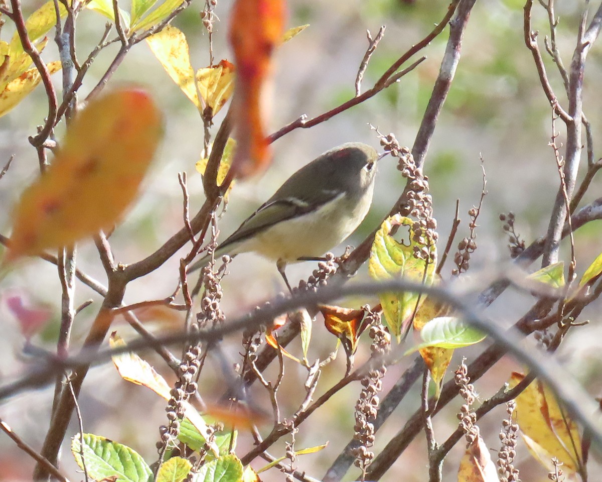 Ruby-crowned Kinglet - ML644058104