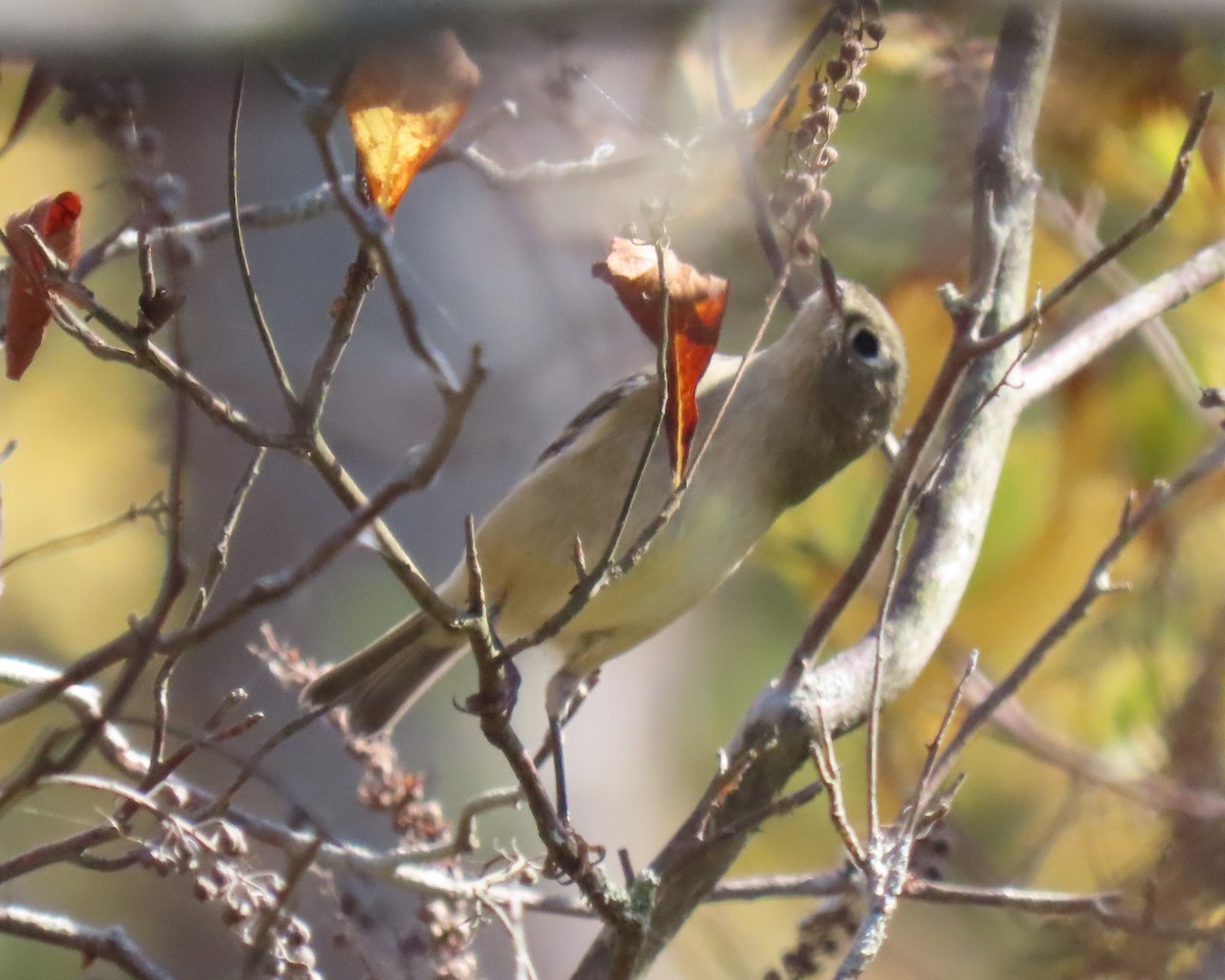 Ruby-crowned Kinglet - ML644058105