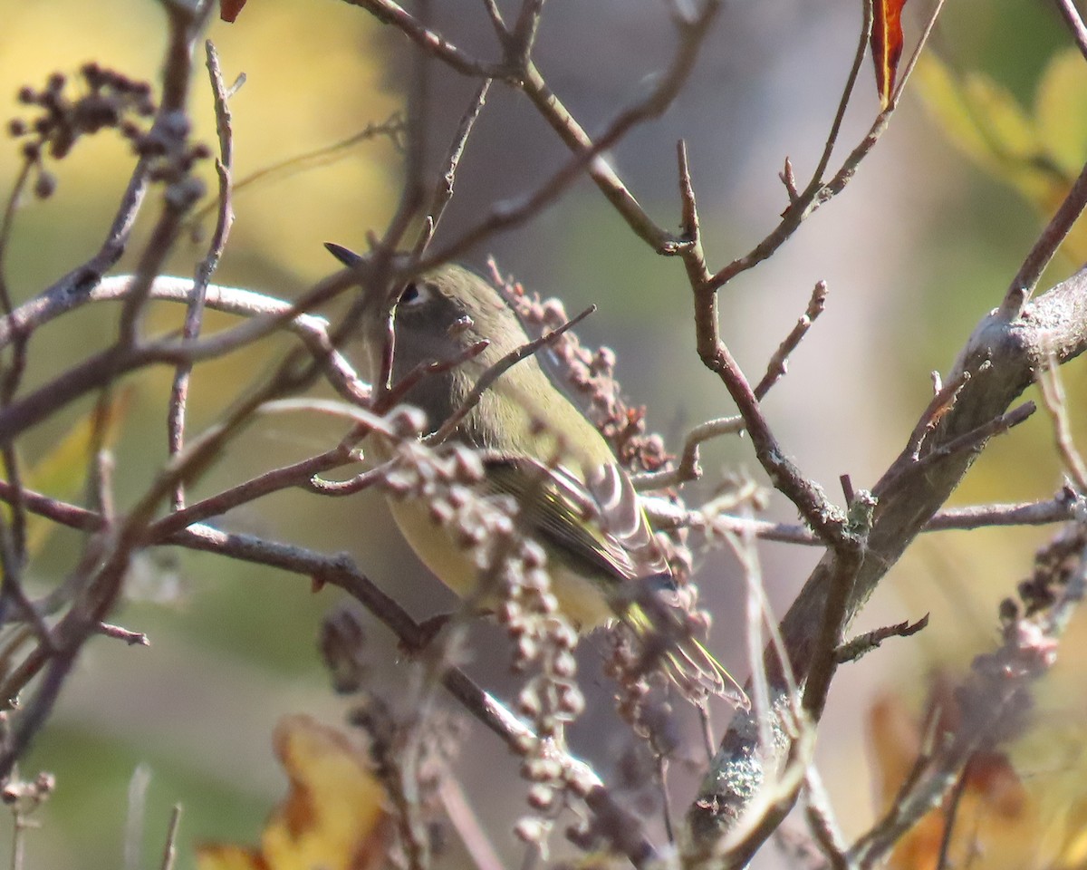Ruby-crowned Kinglet - ML644058106