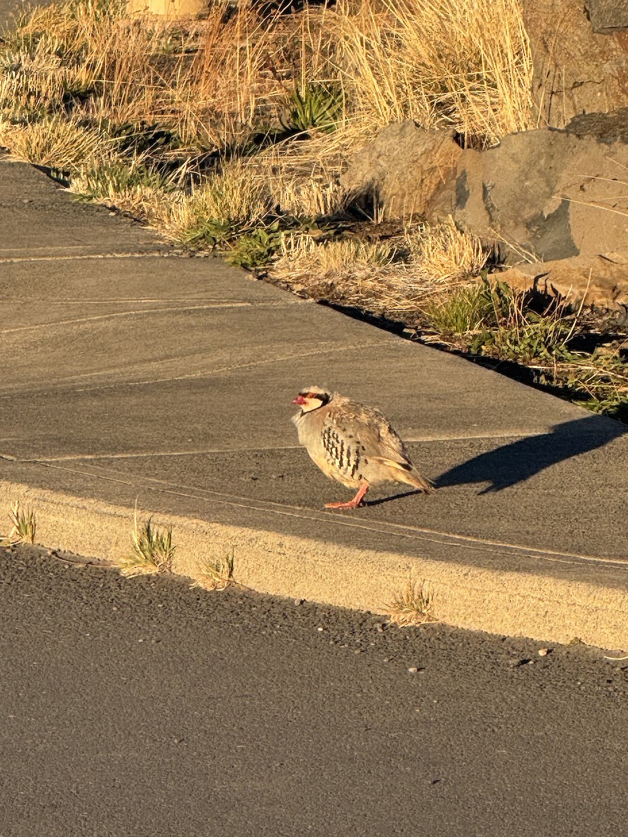 orebice čukar - ML644058111