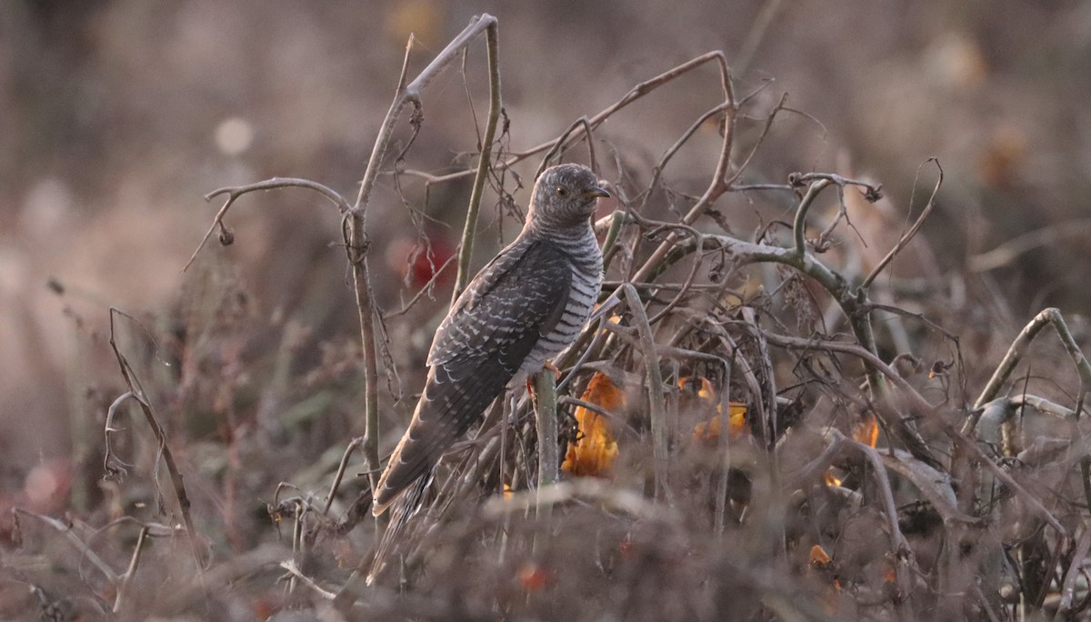 Common Cuckoo - ML644058119