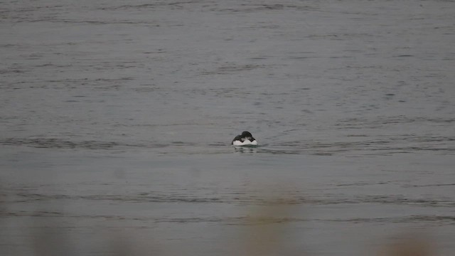 Guillemot de Brünnich - ML644058120