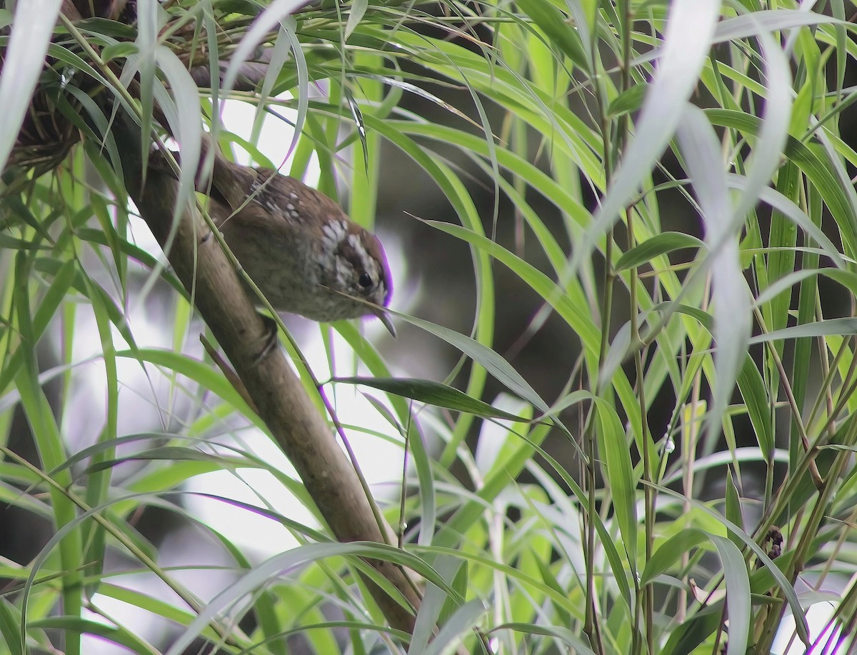 Timberline Wren - ML644058124
