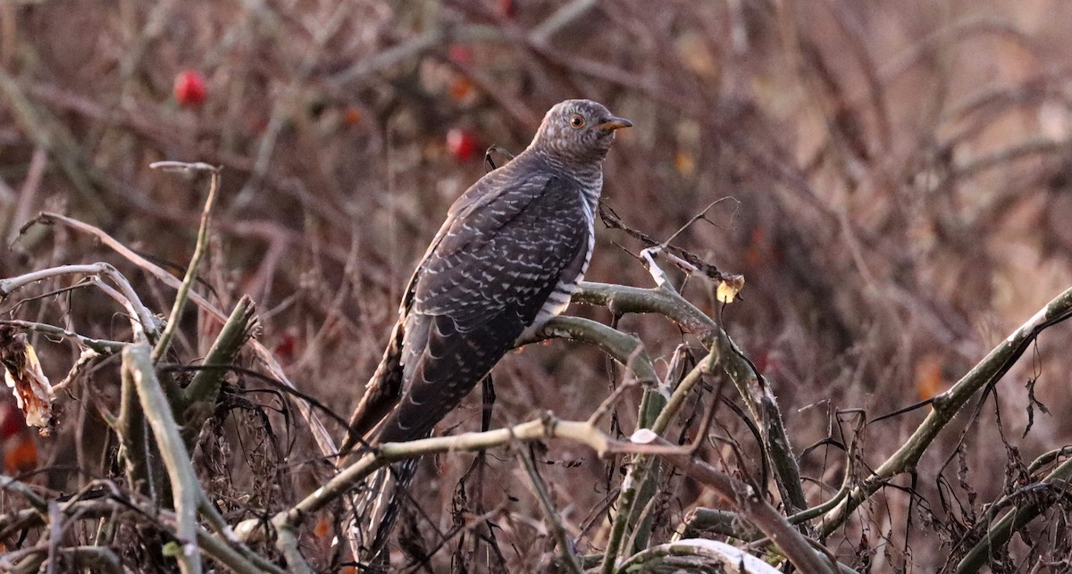 Common Cuckoo - ML644058126