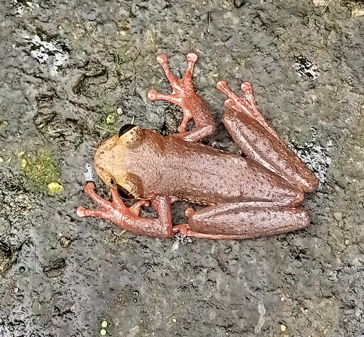 Animals - ML644058127