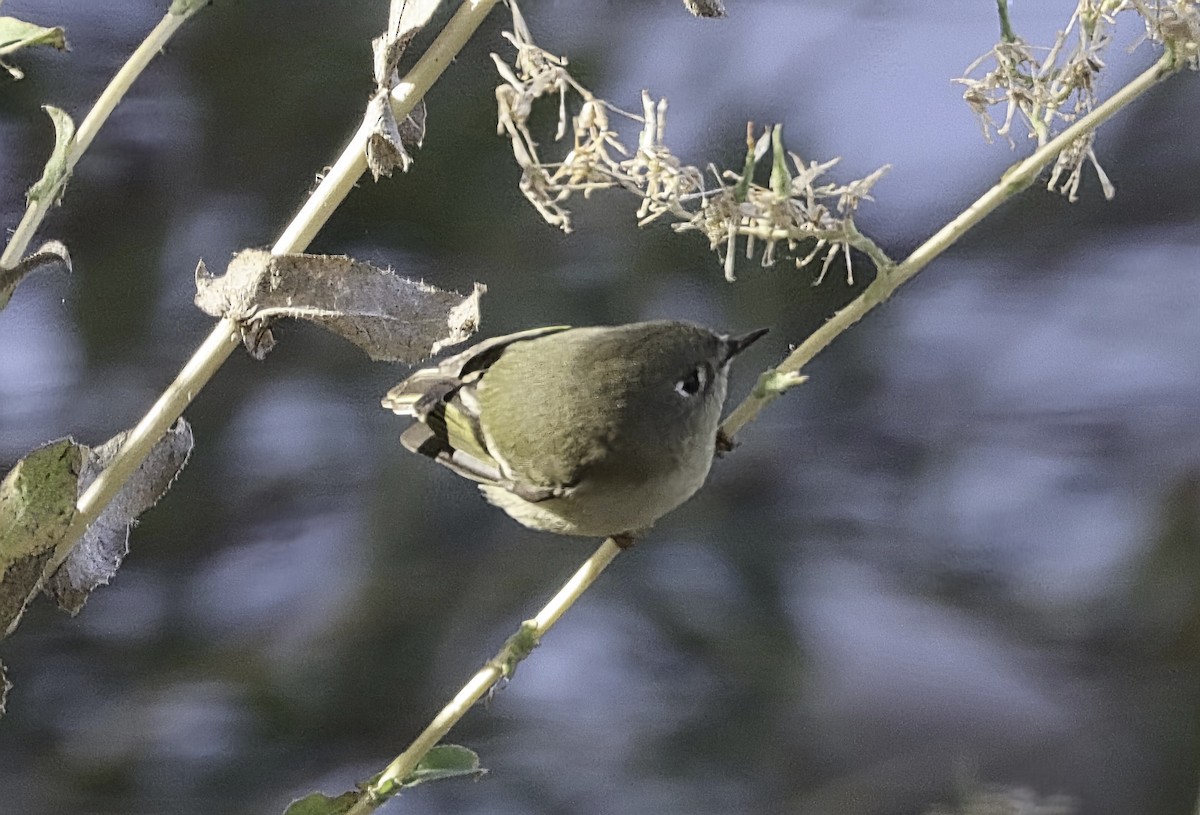 Ruby-crowned Kinglet - ML644058132