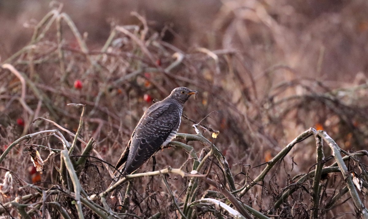 Common Cuckoo - ML644058133