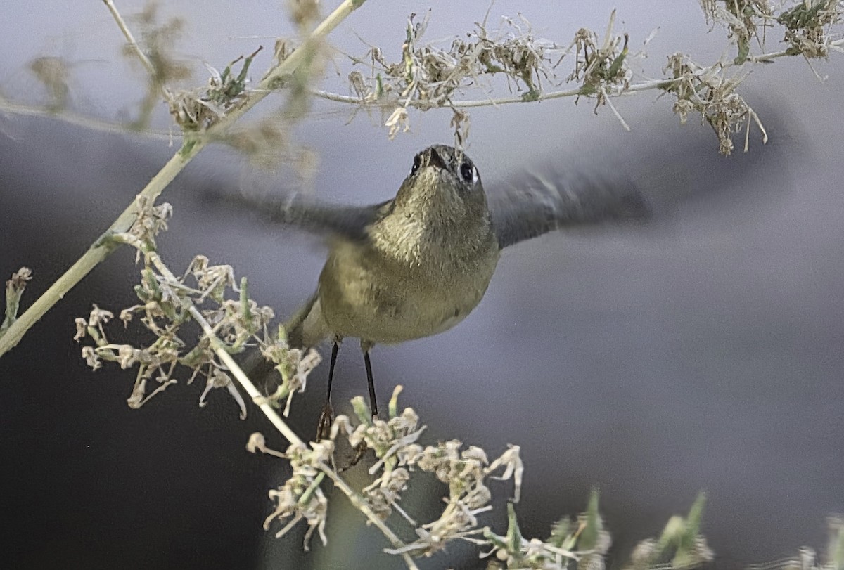 Ruby-crowned Kinglet - ML644058139
