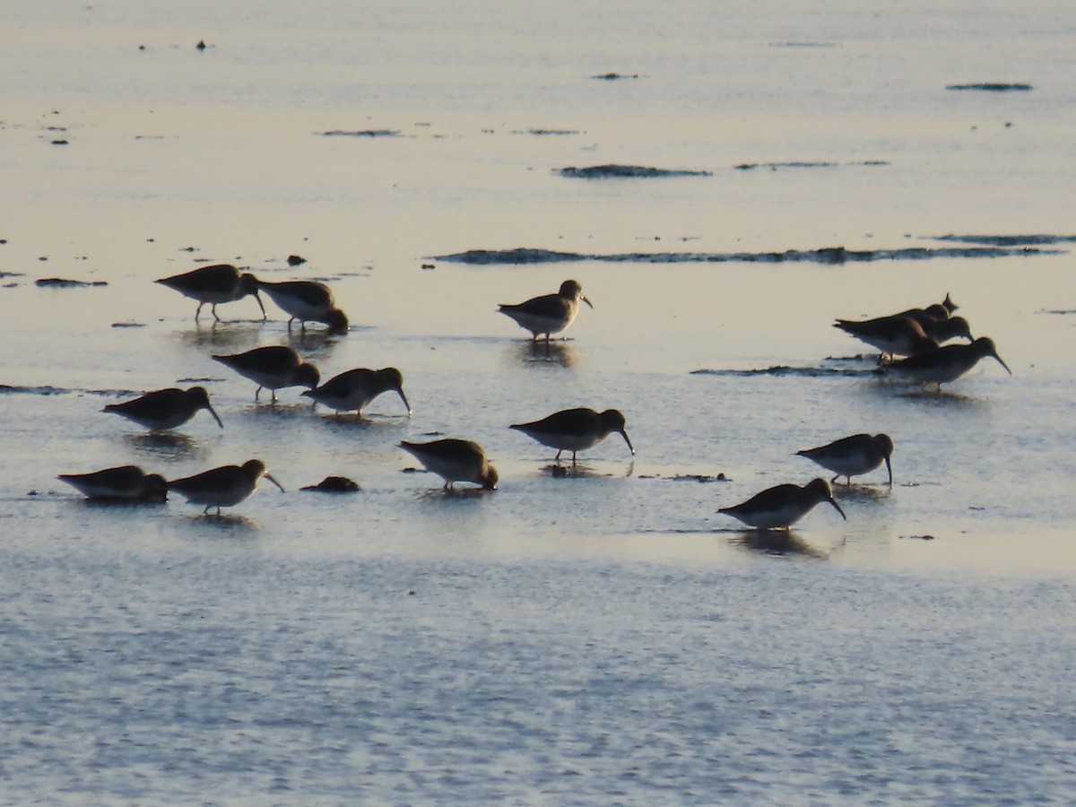 ハマシギ - ML644058141