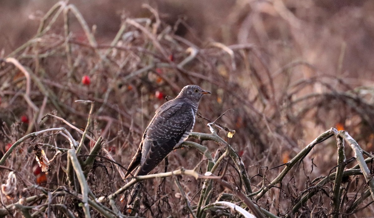 Common Cuckoo - ML644058145