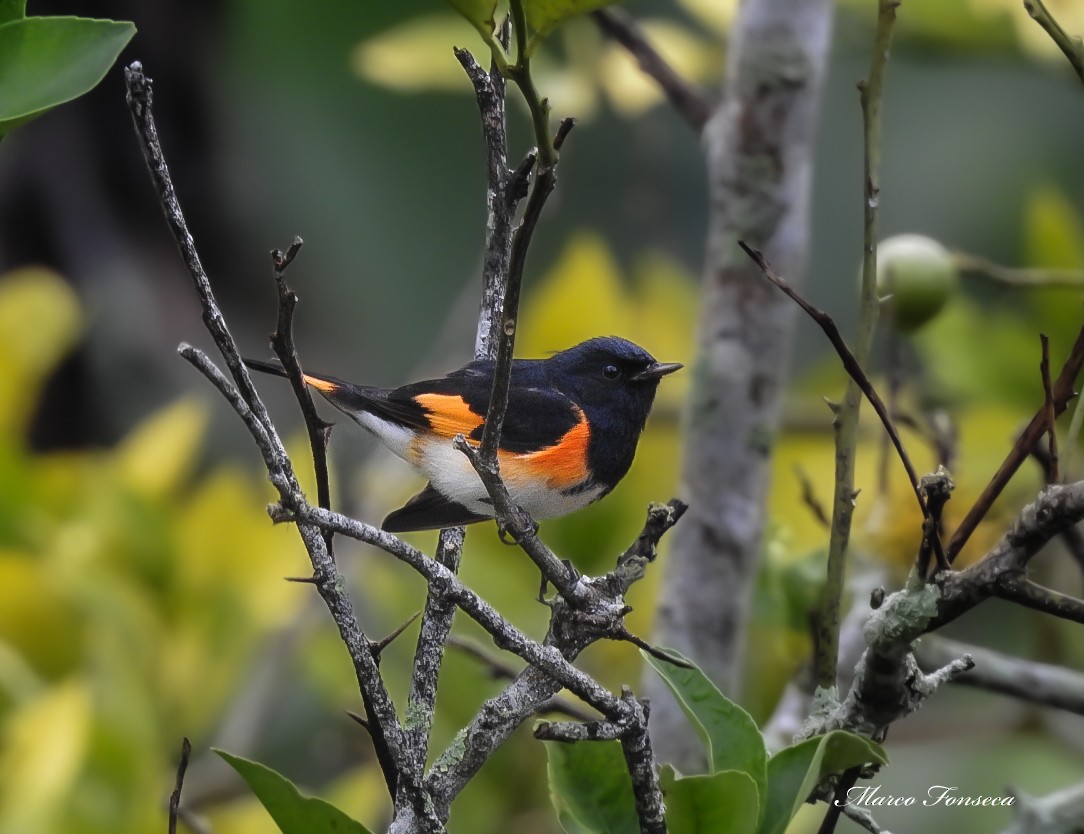 American Redstart - ML644058147