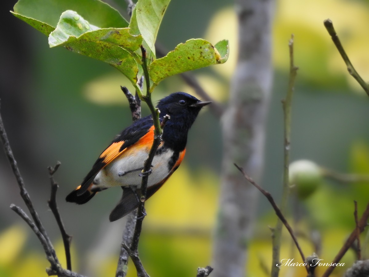 American Redstart - ML644058148