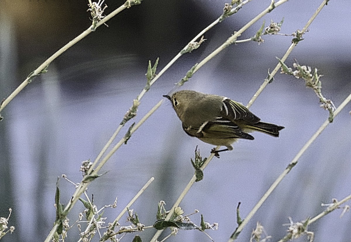 Ruby-crowned Kinglet - ML644058150