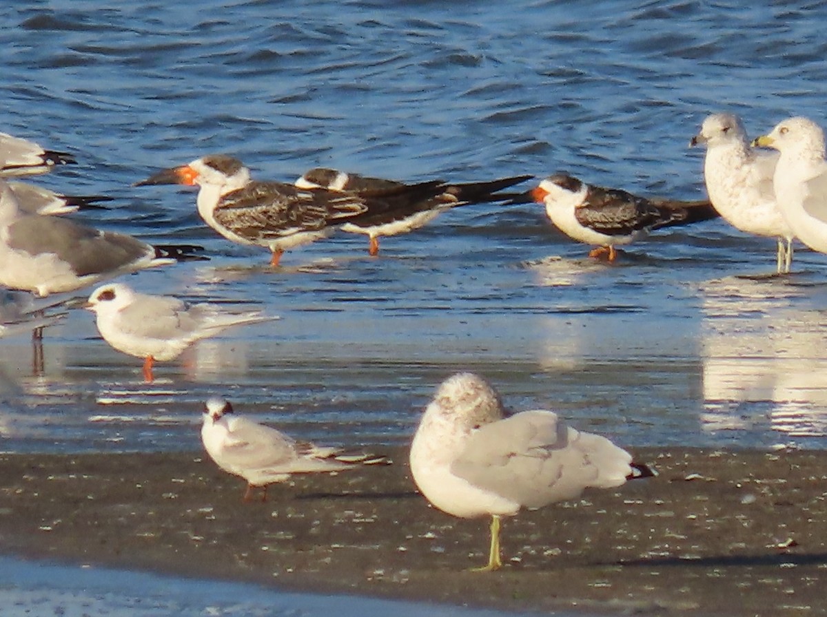 クロハサミアジサシ - ML644058152