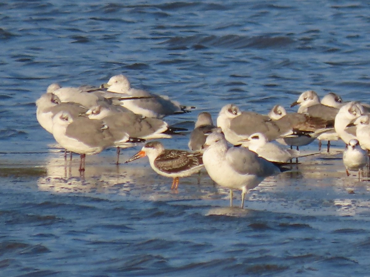 クロハサミアジサシ - ML644058155