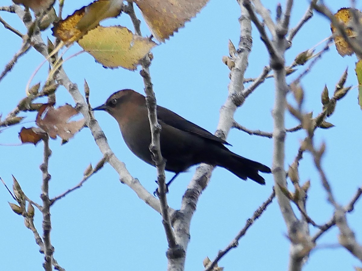 Quiscale rouilleux - ML644058157