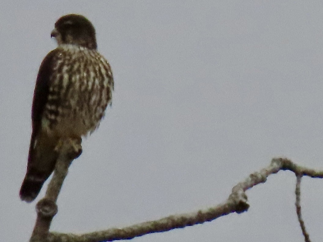 Merlin - ML644058158