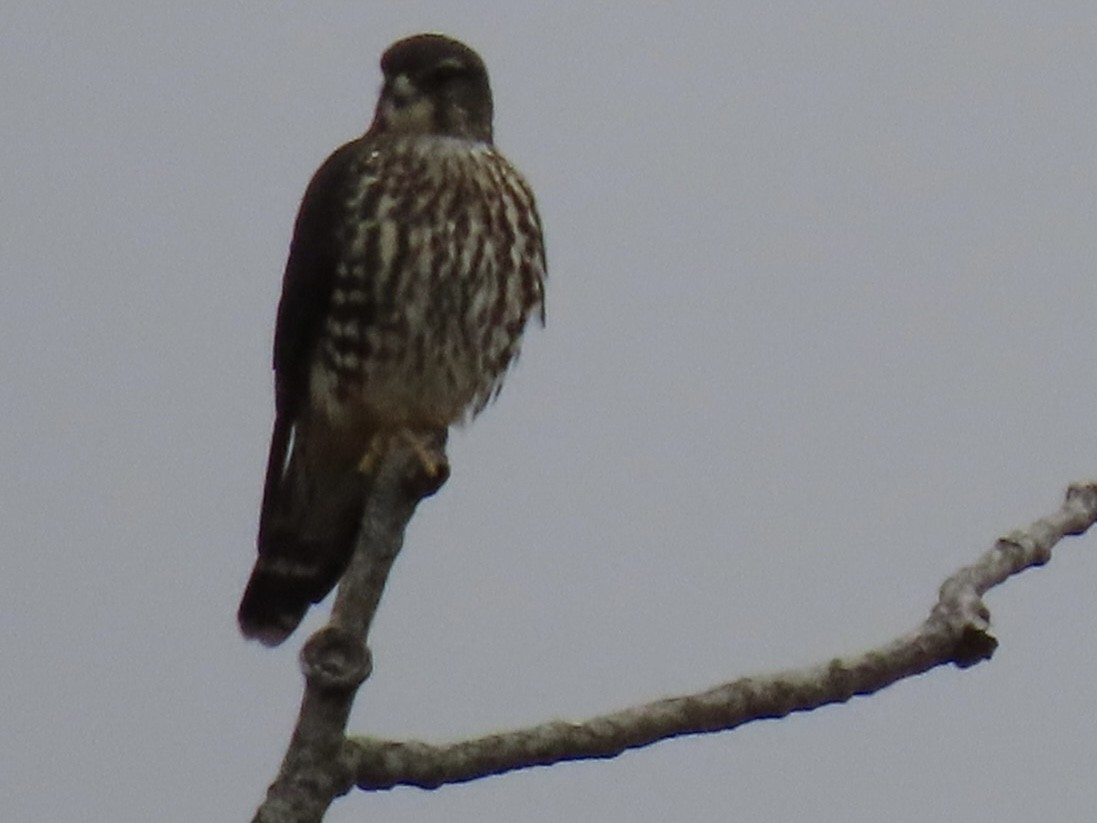 Merlin - ML644058159