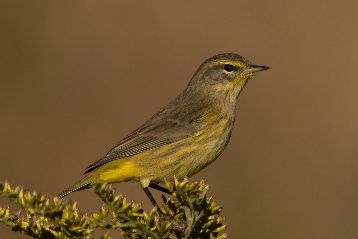 Palm Warbler - ML644058160