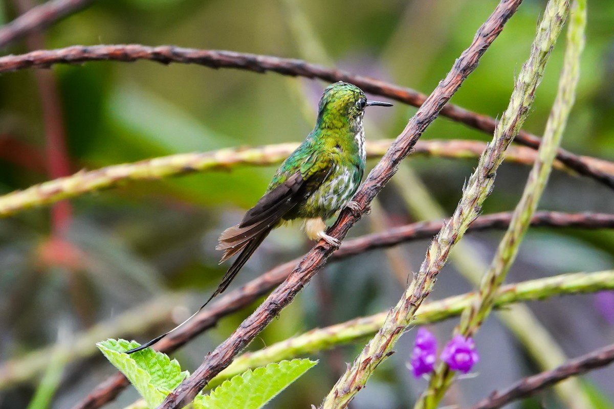 Peruvian Racket-tail - ML644058162