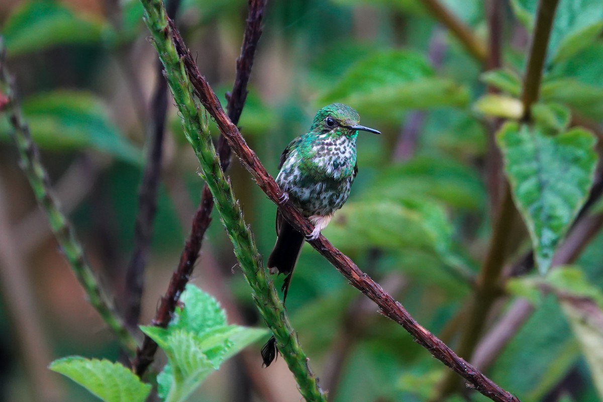 Peruvian Racket-tail - ML644058163