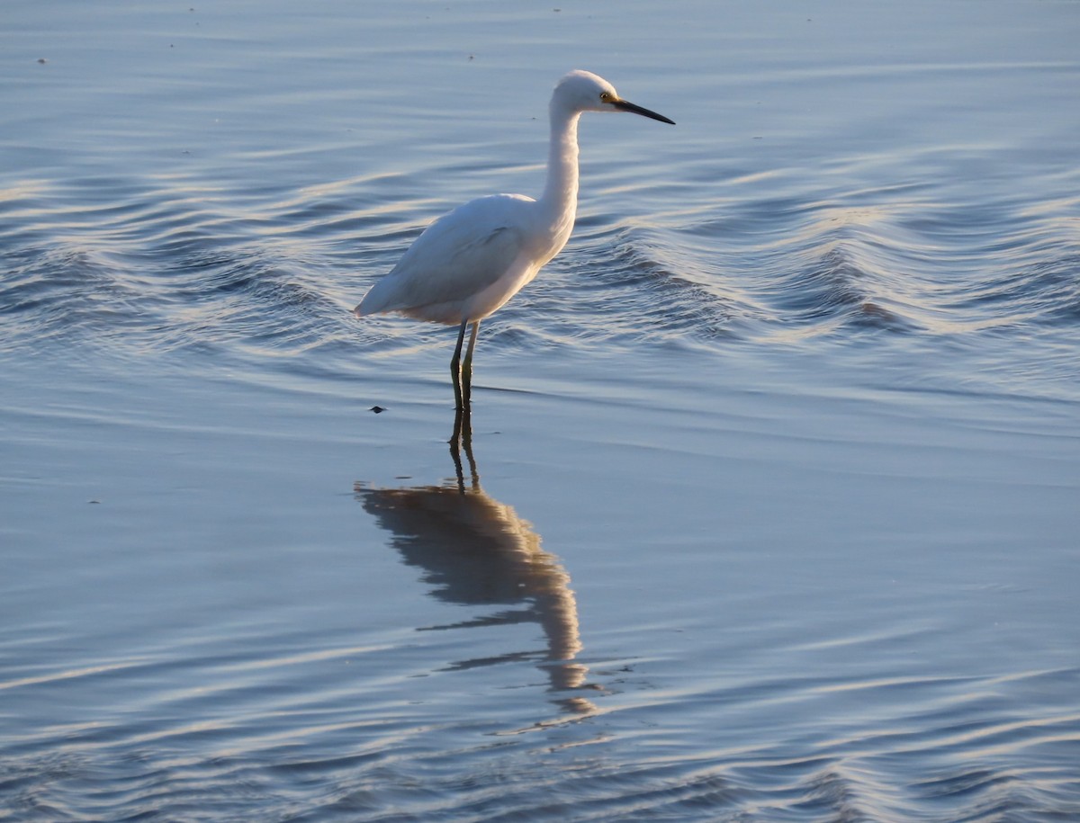 ユキコサギ - ML644058164