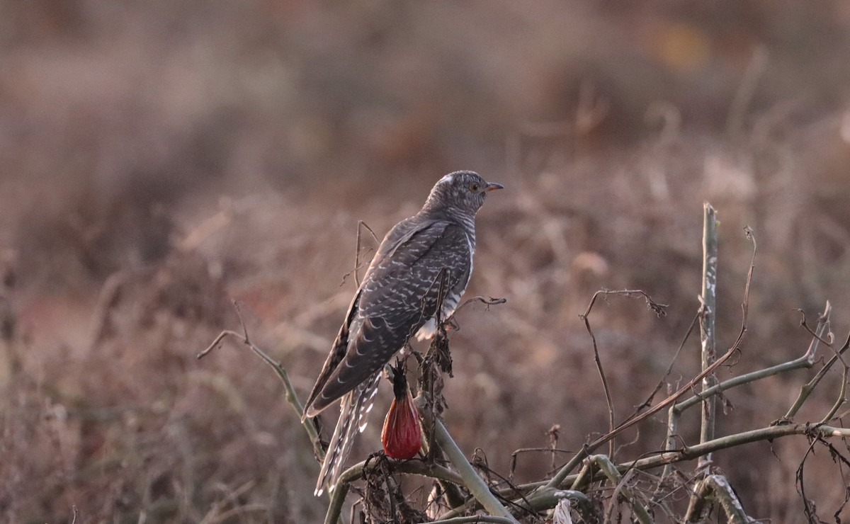 Common Cuckoo - ML644058168