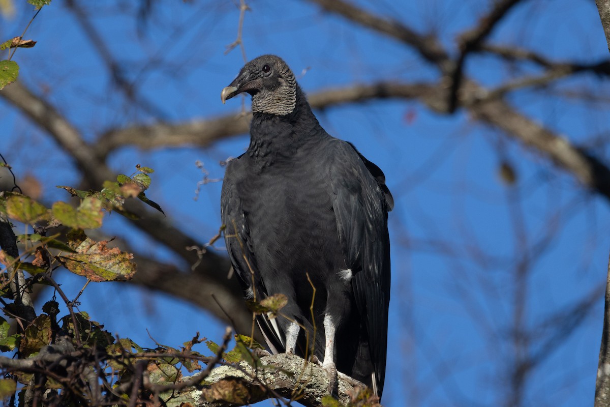 Black Vulture - ML644058171