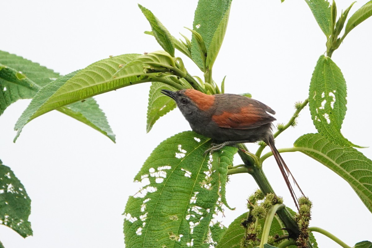 Synallaxe d'Azara - ML644058174