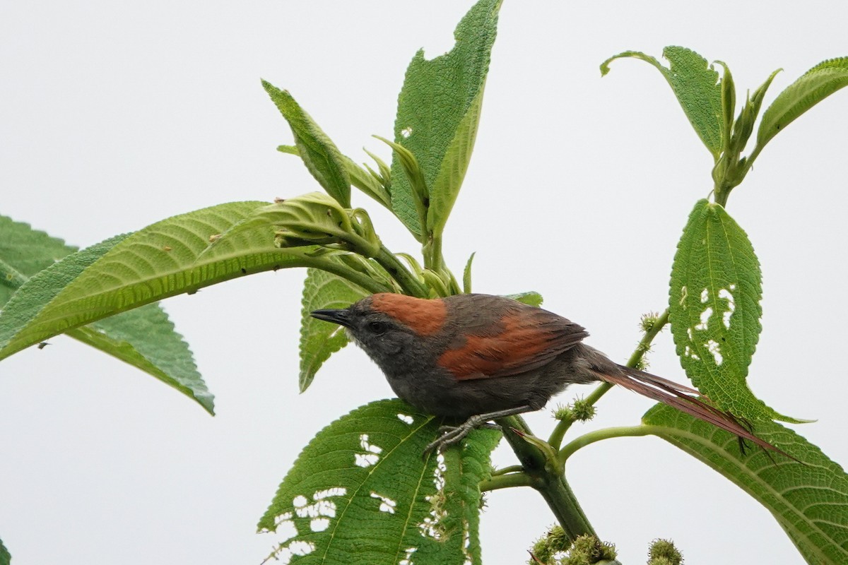 Synallaxe d'Azara - ML644058175