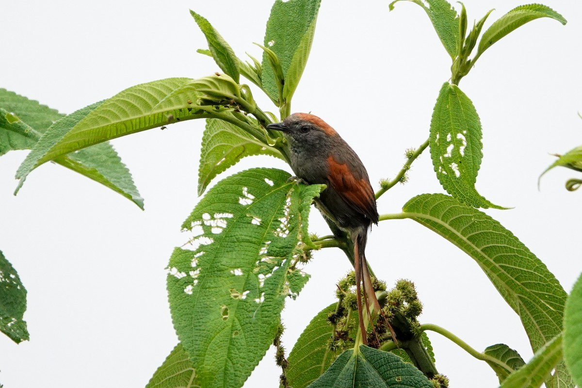 Synallaxe d'Azara - ML644058176