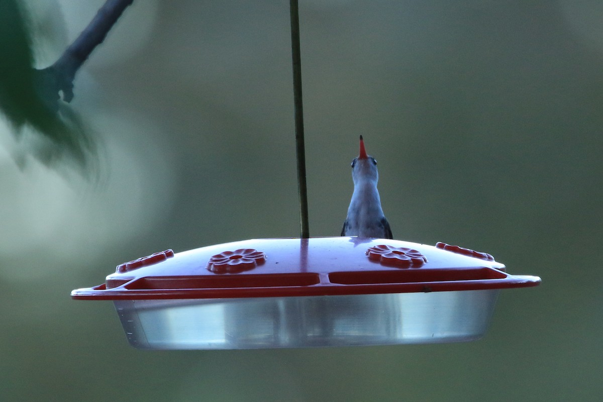 Агиртрія фіолетовоголова - ML644058180