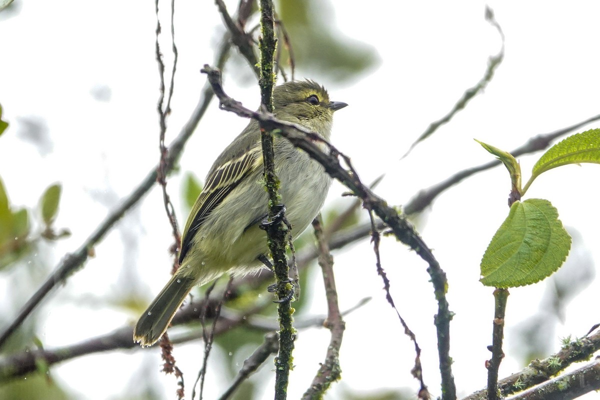 Golden-faced Tyrannulet - ML644058182