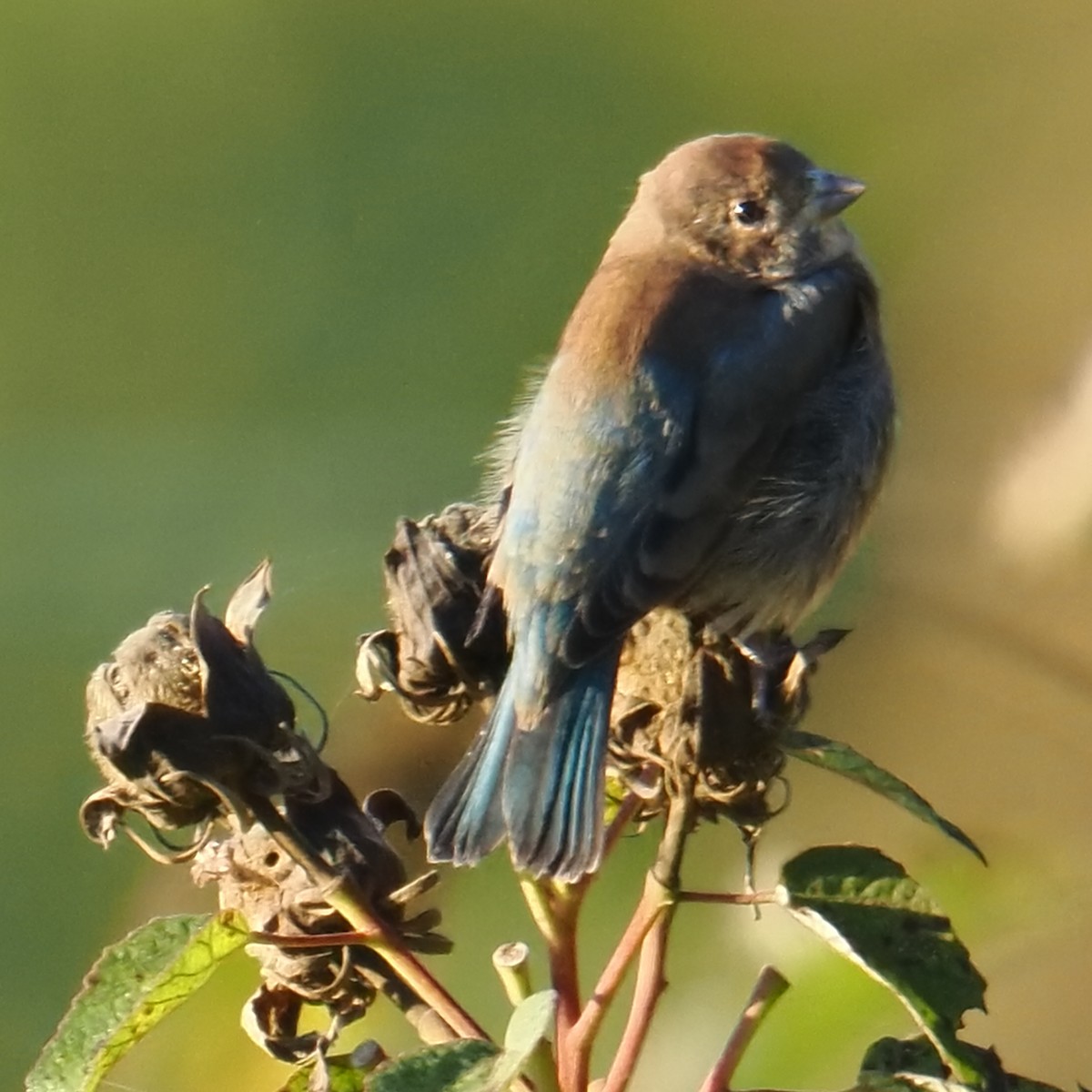 Indigo Bunting - ML644058187