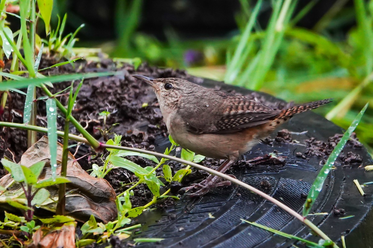 Southern House Wren - ML644058188