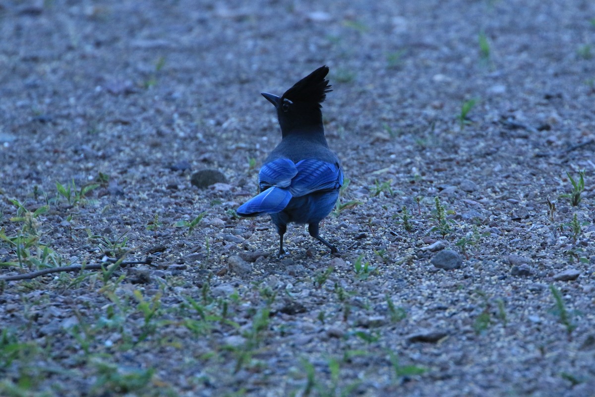Steller's Jay (Southwest Interior) - ML644058191