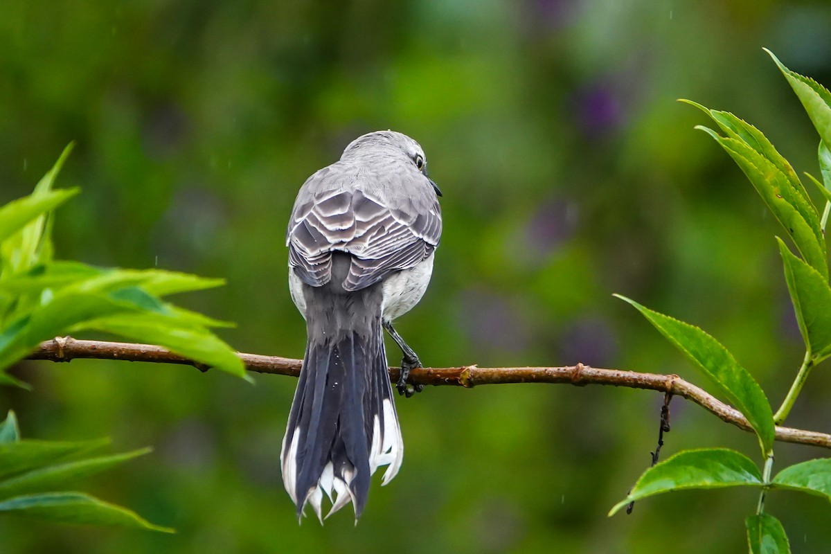 Tropical Mockingbird - ML644058207