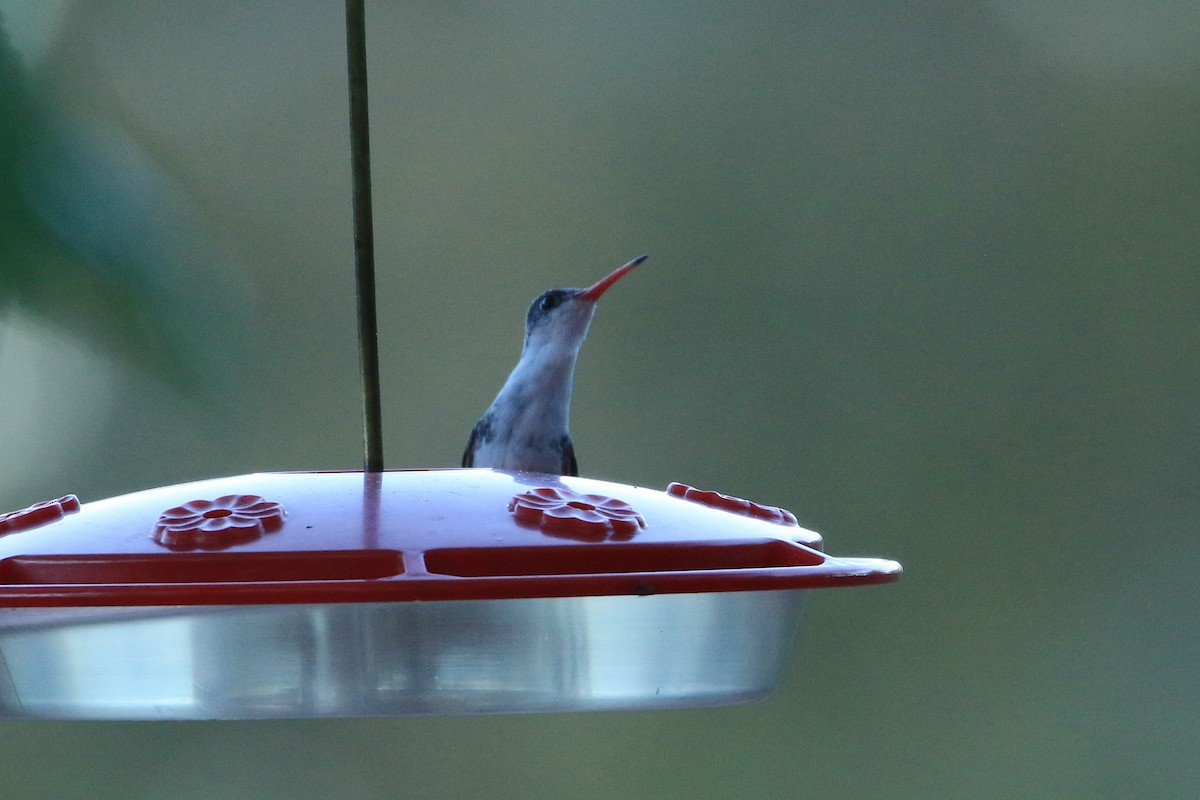 Агиртрія фіолетовоголова - ML644058209