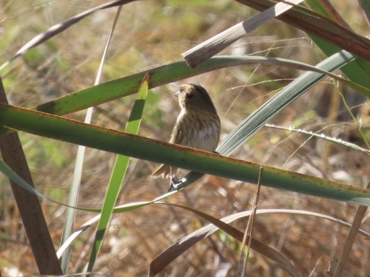Nelson's Sparrow - ML644058215
