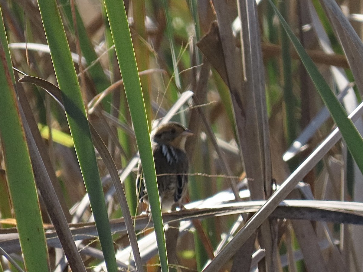 Nelson's Sparrow - ML644058216