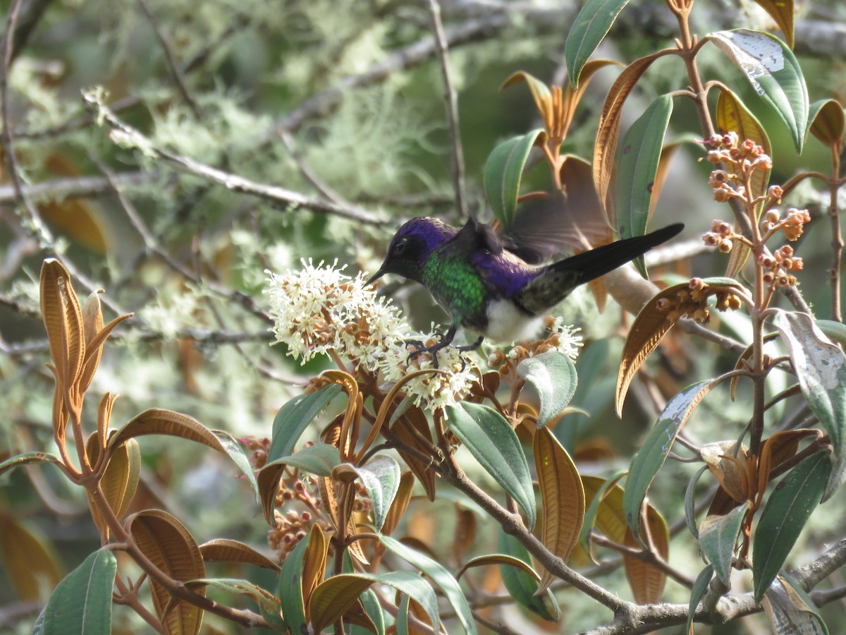 Purple-backed Thornbill - ML644058218