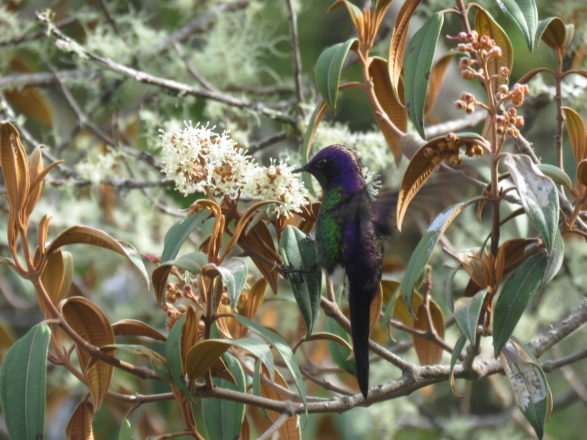 Purple-backed Thornbill - ML644058219