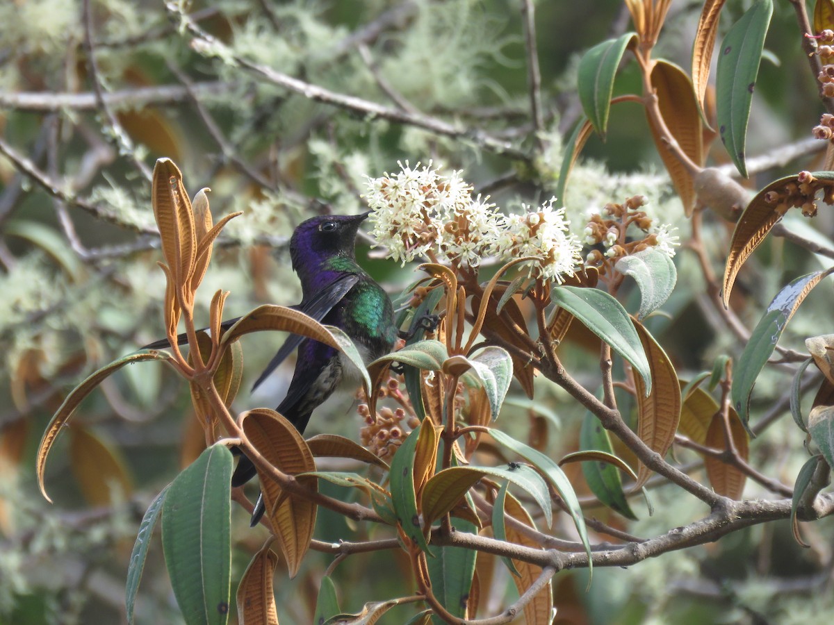 Purple-backed Thornbill - ML644058228
