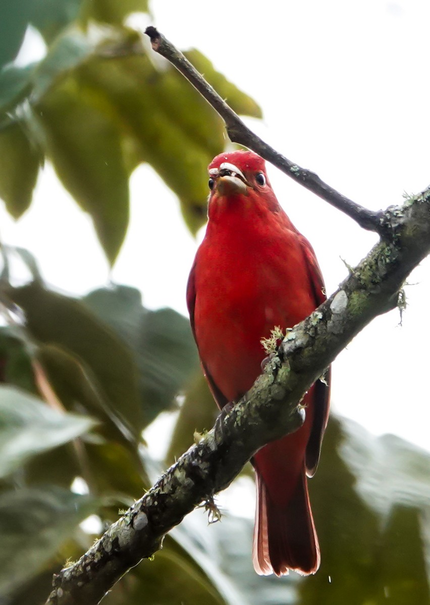 Summer Tanager - ML644058229