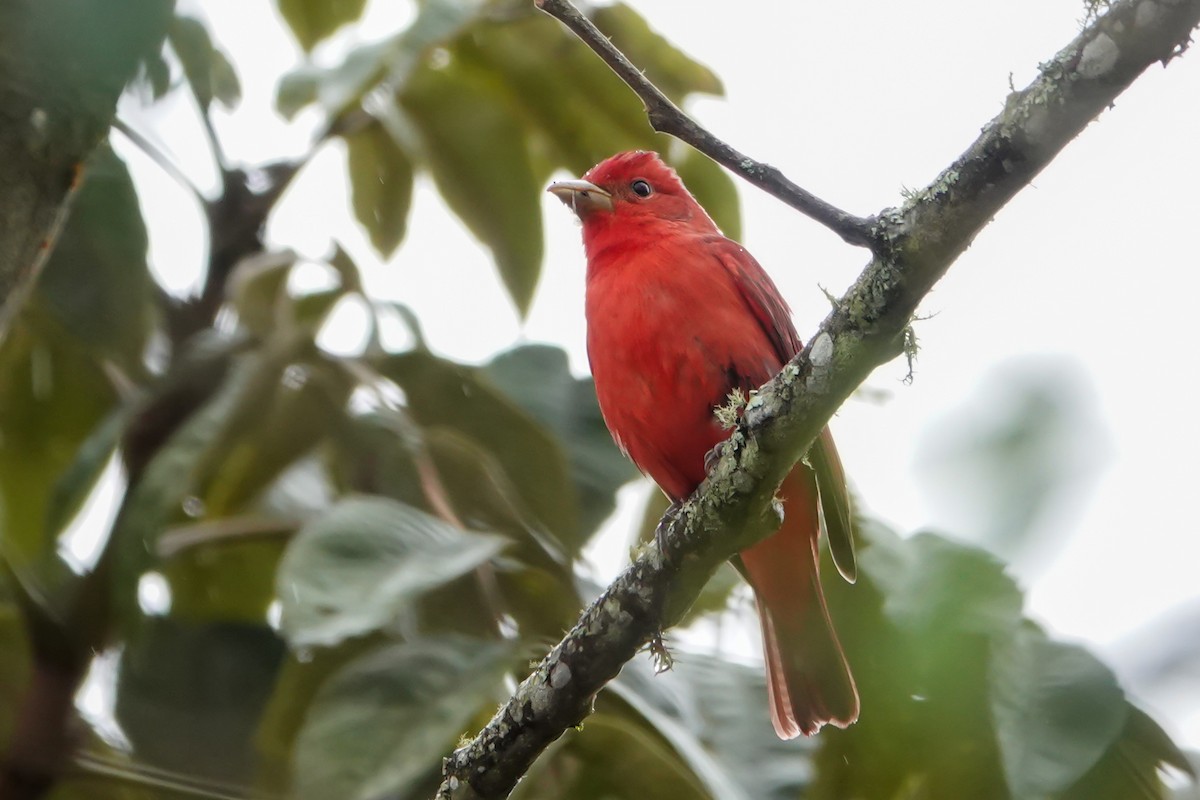 Summer Tanager - ML644058230