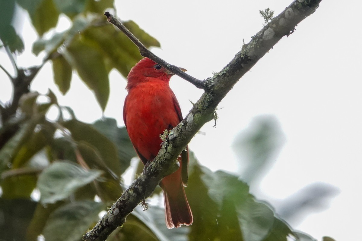 Summer Tanager - ML644058231