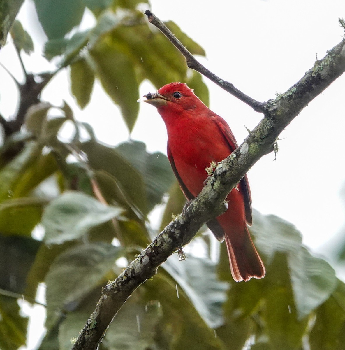 Summer Tanager - ML644058232