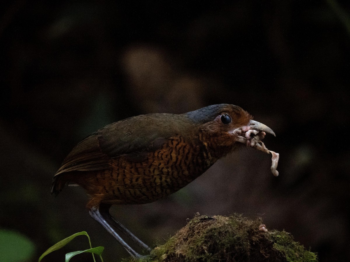 Giant Antpitta - ML644058235