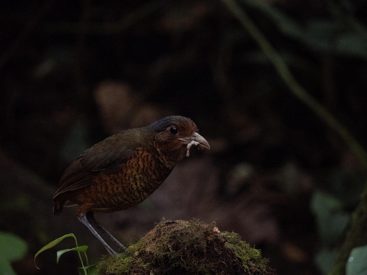 Giant Antpitta - ML644058236