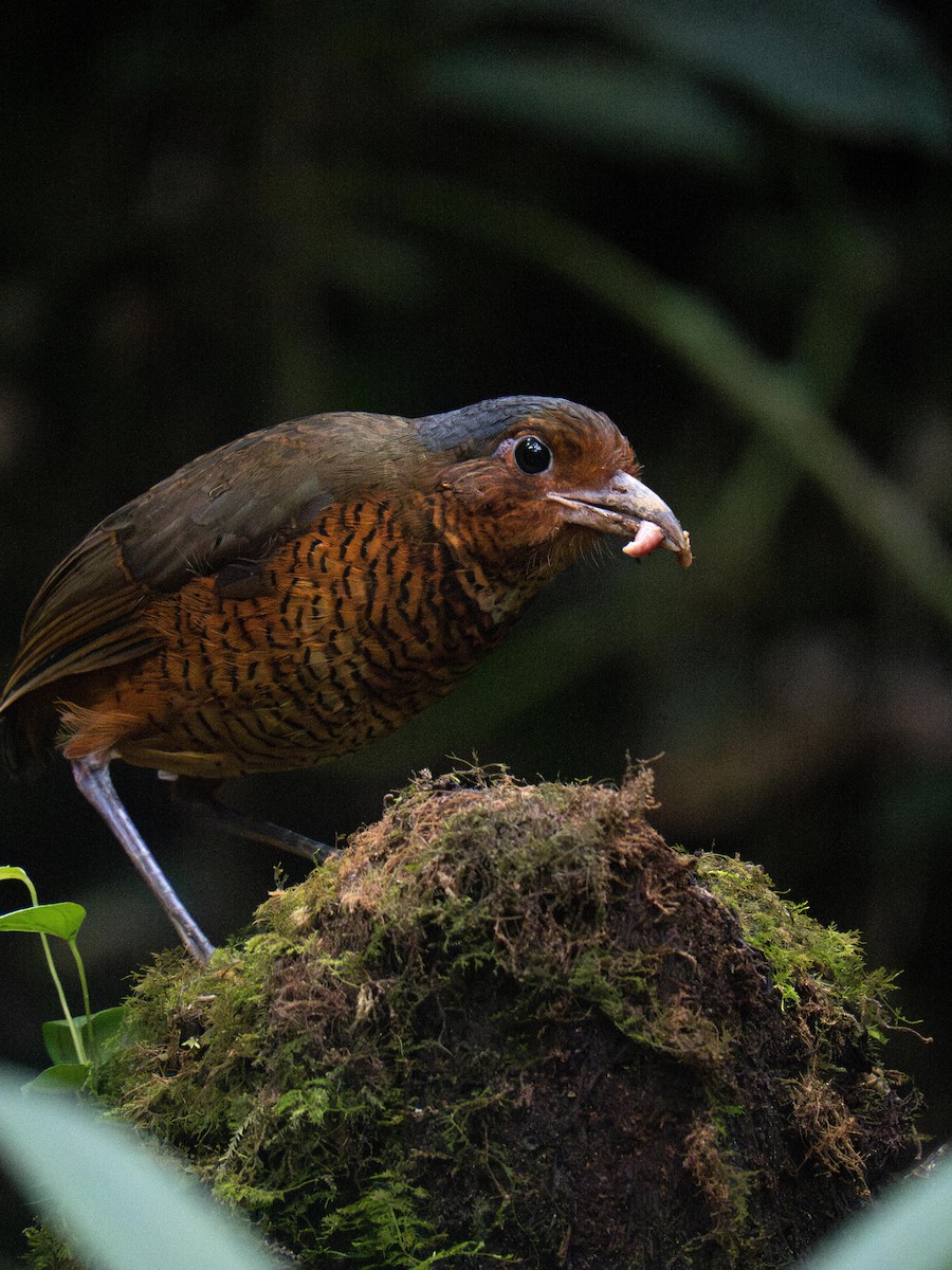 Giant Antpitta - ML644058237